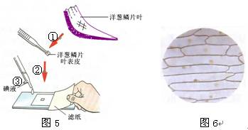 为某同学制作洋葱鳞片叶表皮细胞临时装片过程,图   是他在