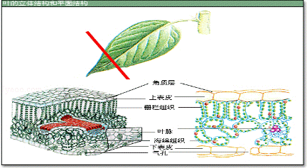 参考答案 4;叶脉;导管;筛管. 答案详解